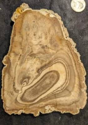 Hermoso núcleo de madera petrificada Texas pulida con extremidad en sección transversal Foto 1 de 4