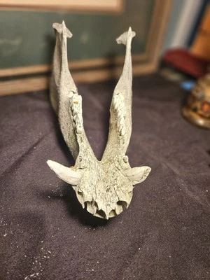 Califormia Salvaje Salvaje Cerdo Jabalí Mandíbula Inferior Hueso Dientes Colmillo Taxidermia Naturaleza Decoración Foto 1 de 4