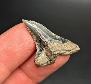 Gorgeous Snaggletooth Shark Tooth Megalodon Era SC Gem - Picture 1 of 3