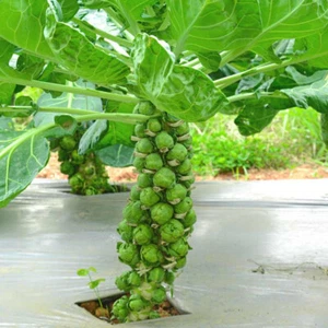 500+ Diablo Brussels Sprouts Seeds for Garden Planting - USA - FREE SHIPPING! - Picture 1 of 1