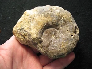 Cretaceous ammonite Acanthoceras stephensoni Woodbine Sandstone Texas #7 - Picture 1 of 2