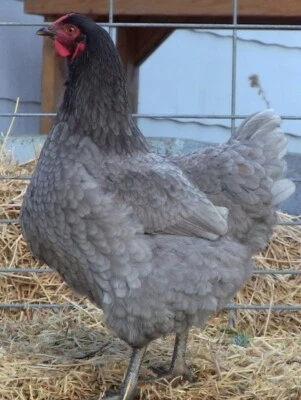 CHICKEN 11+ Sapphire Gem/Blue Star/Blue Plymouth Rock (Pure) Fertile Hatching Eggs NPIP