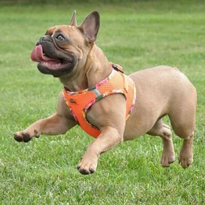 Dog Harness Hawaiian Trim Clearance Sale Orange Choke Free XXS-3XL - Picture 1 of 7
