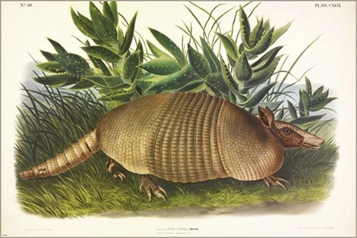 Póster artístico ilustración vintage de nueve bandas de John James Audubon 24x3 Foto 1 de 1