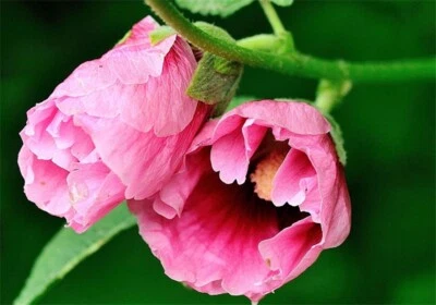 20 SEEDS for Fuchsia Pink HOLLYHOCK rare flower bed exotic plant bush USA Seller - Image 1 of 4