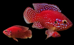 LIVE Red Balloon Jewel American Cichlid 2-2.5" - Picture 1 of 3