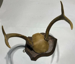 WALL MOUNT TROPHY TAXIDERMY FOUR PT DEER ANTLERS WOOD/LEATHER PLAQUE 1950'S NO.6 - Picture 1 of 7