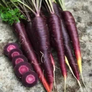 500 Black Nebula Carrot Seeds - Heirloom - Organic - NON GMO - FRESH - Picture 1 of 5