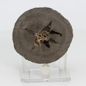 Unique & Rare Septarian Barite Geode from France Baryte Stone 61mm 185g H0837 - Picture 1 of 12