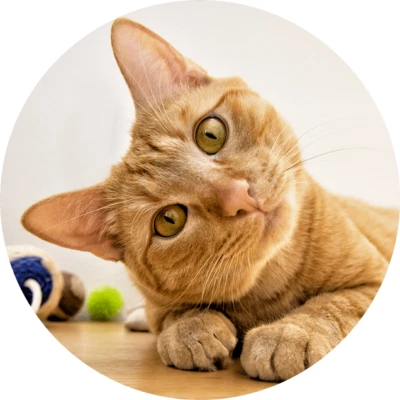 PET CAT FACE Photo Charm Black Leather Chain Cord Rope Silver Bracelet Women Men - Image 1 of 4