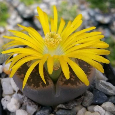 Lithops living stones cactus Cacti Succulent real live plant - Image 1 of 4