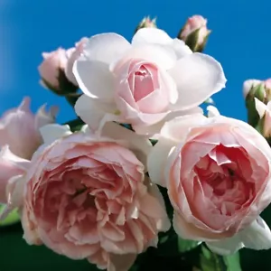 Strauchrose Cinderella ® Korfobalt ® Kordes, 2003, intensiver Duft! - Bild 1 von 1