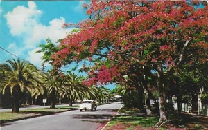 Vintage Florida Chrome Postcard Brilliant Royal Poinciana Trees Residential Car - Picture 1 of 2