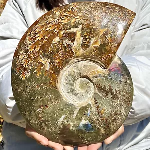 3.68LB Natural colour conch Ammonite specimens of Madagascar - Picture 1 of 12