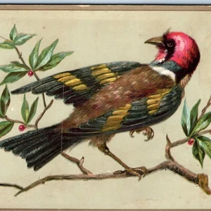 c1880s Fantasy Exotic Bird Embossed Litho Stock Large 5.75" Trade Card Rare 1L - Bild 1 von 3
