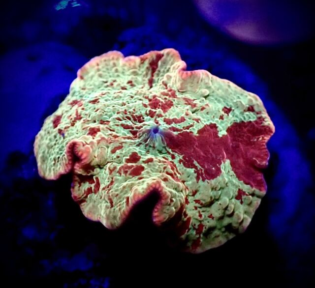 Candy crush mushroom colony live wysiwyg corals for sale online