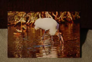 Holzstorch - Ibis - Bild 1 von 2