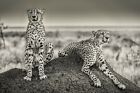 Fototapete GEPARD-VLIES (6597E)-Tiger Löwe Wilde Tiere Safari Natur Fotokunst