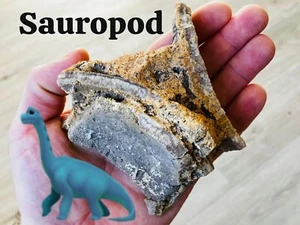 Sauropod egg - Sauropoden Ei - Saltasaurus ***Top Stück - Bild 1 von 12