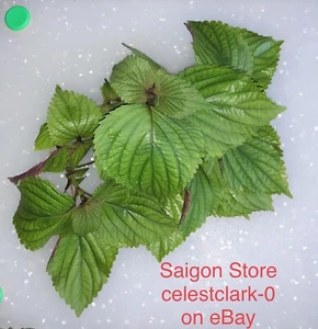 Tia To Vietnam Xanh-Tim / Green Purple Perilla Herb 100 SEEDS + 50 FREE  - Picture 1 of 5