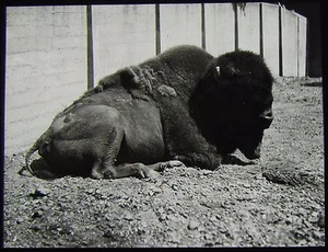 Glass Magic Lantern Slide BUFFALO OR BISON  C1910 PHOTO ZOO  - Picture 1 of 2