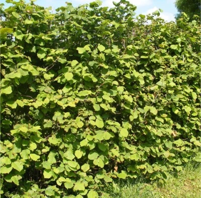 50 Hazel Nut Edible 40-60cm Corylus Avellana Plants Bareroot Hedging - Image 1 of 2
