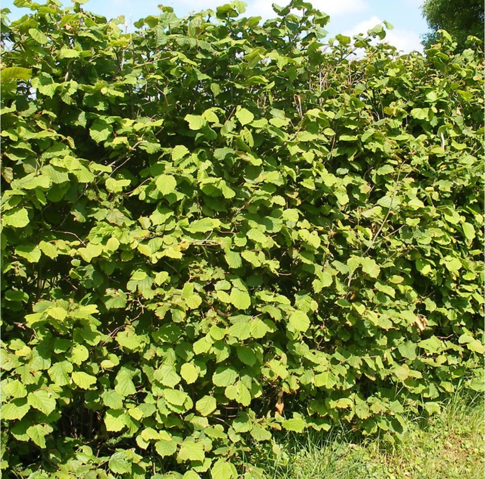 25 Hazel Nut Edible 40-60cm Corylus Avellana Plants Bareroot Hedging - Image 1 of 2