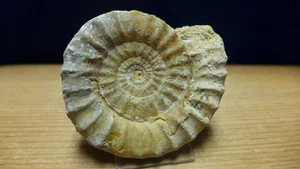 GEOLOGICAL ENTERPRISES Jurassic fossil ammonite Acanthopleuroceras mauganesti - Picture 1 of 4