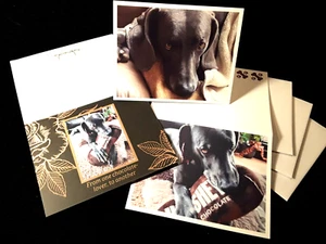 Weimaraner Lover SET of 3-BluzieDoozieDesigns: Blank Note/Greeting Card - Picture 1 of 11