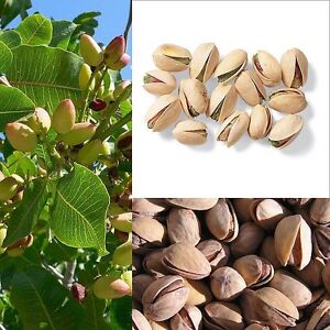 5 PISTACHIO NUT TREE Pistacia Vera Fruit Red Flowers Seeds *Combined Shipping