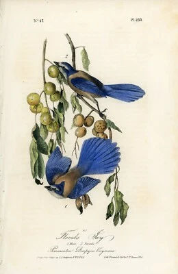 Audubon Florida Jay Plate 233 - Birds Of America 1st Edition Royal Octavo - Image 1 of 2