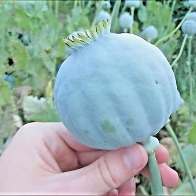 1000 Giant Rattle Poppy Seeds - P. Somniferum - Massive Seed Heads&Huge Blooms - Image 1 of 4