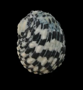 Shell NERITA LIANAE W/O Oman 43,4 mm # Mu04 - Picture 1 of 4