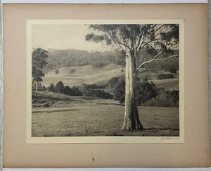 Rare JOHN BERTRAM EATON 'Gum Tree Landscape' AUSTRALIA PICTORIALIST Signed PHOTO - Picture 1 of 9