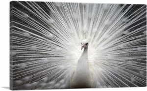 ARTCANVAS weißer Pfau Wohndeko Leinwand Kunstdruck - Bild 1 von 15