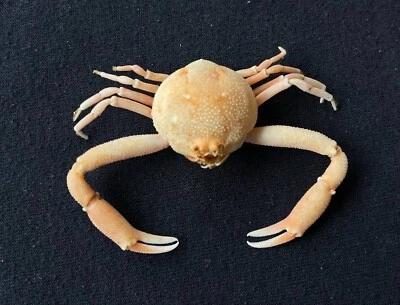 CRABS/Deep sea crab species preserved dried crabs - Image 1 of 2