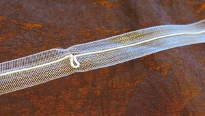 Nastro ombreggiante ad anello 5/8" per palloncino, nuvola & tonalità romane, venduto da cantiere (b9) - Foto 1 di 6