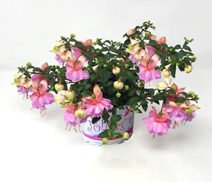 Gefüllte Fuchsie "Jollies® La Grande Limousin" lila-rosa - Einzigartige Blüten - Bild 1 von 1