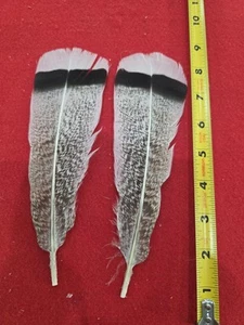 Z103 Pair Speckled Royal Palm Turkey Tail Feather - Picture 1 of 1