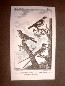 Moschivori e Savana Occhio di bue Incisione rame 1813 Buffon Uccello Ornitologia - Picture 1 of 1
