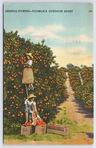 Cartolina d'epoca donna che raccoglie arance nella Florida centrale Orange Grove lino - Foto 1 di 2