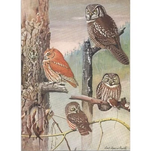 Original 1927 Antique Color Bird Print - Various OWLS - Louis Agassiz Fuertes 3 - Picture 1 of 1