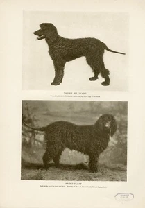 IRISH WATER SPANIEL NAMED DOGS ORIGINAL ANTIQUE DOG PRINT PAGE FROM 1906 - Picture 1 of 1