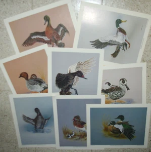 Australian Water Fowl ~ ELEY Classic Prints Series No 1 ~ Graham London ~ FREEPO - Bild 1 von 10