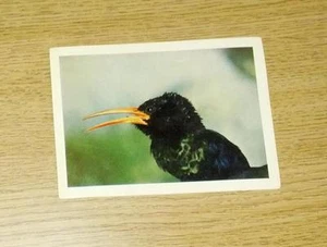 CHROMO COTE D ́OR / FAUNAFLOR CONGO II Nr. 103: Spott (Phoeniculus purpureus) - Bild 1 von 1