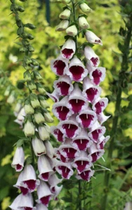 1 GR DE DIGITALIS PURPUREA '''Pam's Choice" APROX. 10000 SEMILLAS - Imagen 1 de 1