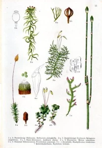 1909 WILLKOMM CHROMO horsetail, rock-moss, haircap, bogmoss, alpine moss - Bild 1 von 3