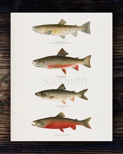 Denton 4 Forellen Vintage Zeichnung hochauflösender Giclée-Druck 8 x 10 - Bild 1 von 2