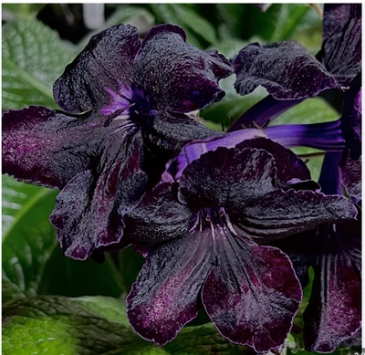 Planta violeta africana ~ Streptocarpus Morion ~ pariente violeta africano Foto 1 de 2