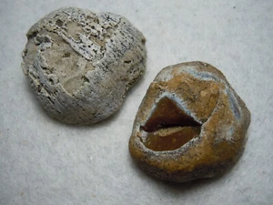 Lote de 2 fósiles de cuarzo de calcedonia antigua E. Kansas 34,6 gramos en total - Imagen 1 de 12